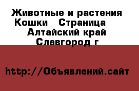 Животные и растения Кошки - Страница 8 . Алтайский край,Славгород г.